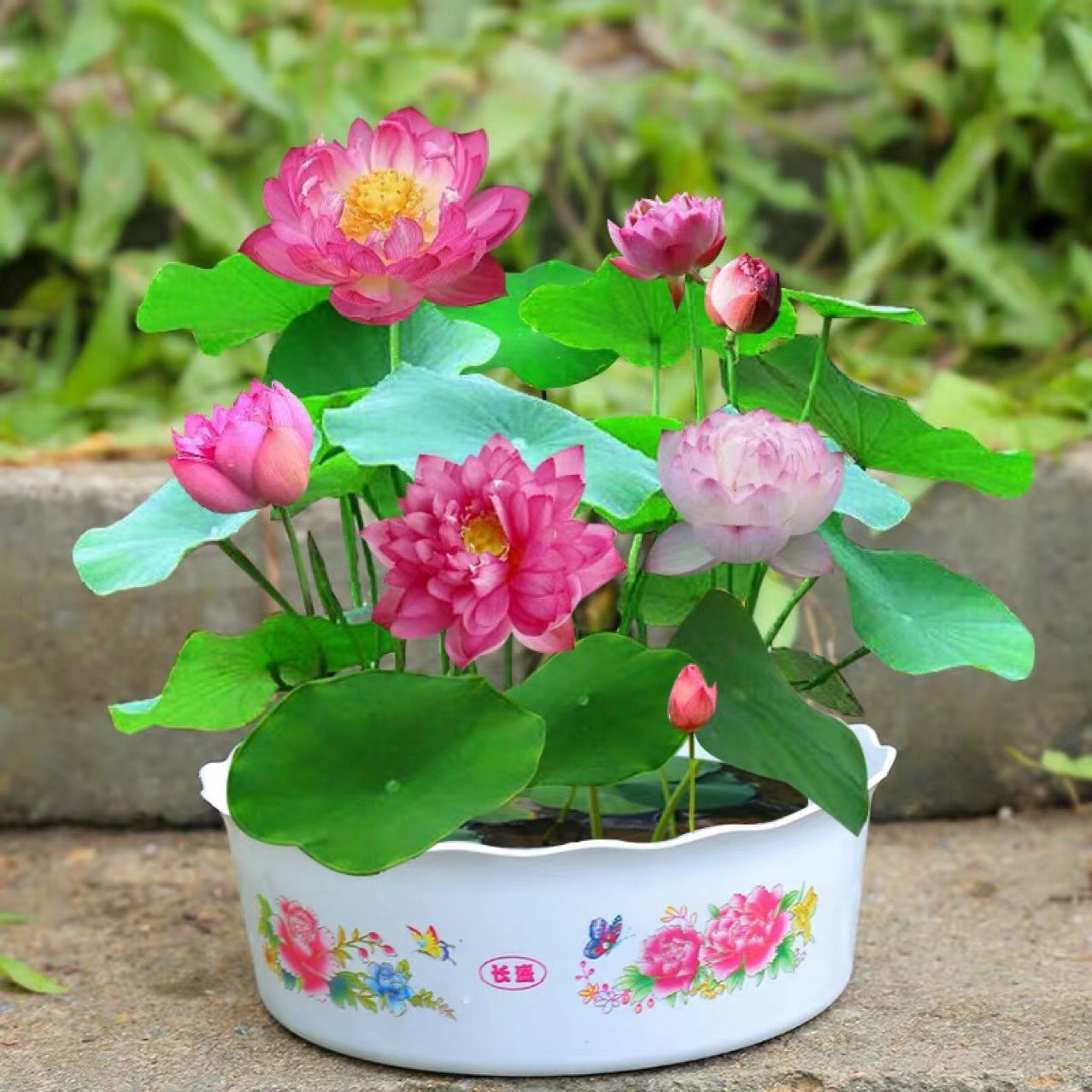 Jumbo Lotus Seeds - Mixed Color
