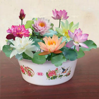 Jumbo Lotus Seeds - Mixed Color