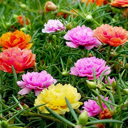 Mixed Color Double-Petaled Sunflower Seeds