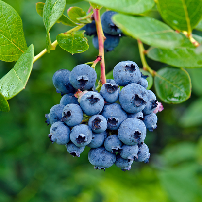Blueberry Seeds
