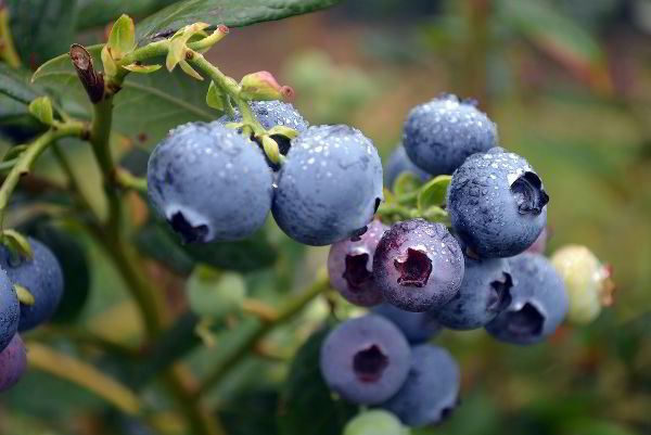 Blueberry Seeds