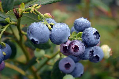 Blueberry Seeds