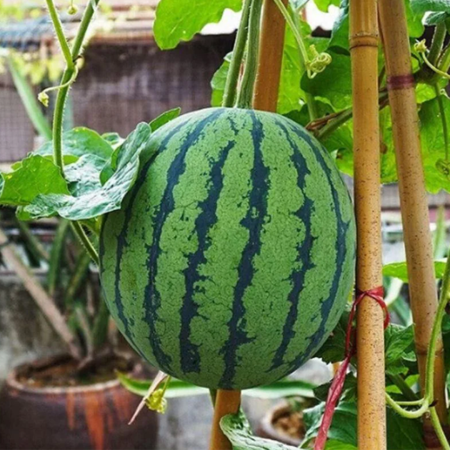 Premium Mini Watermelon Seeds