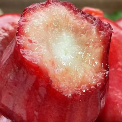 100 Taiwan Wax Apple Seeds
