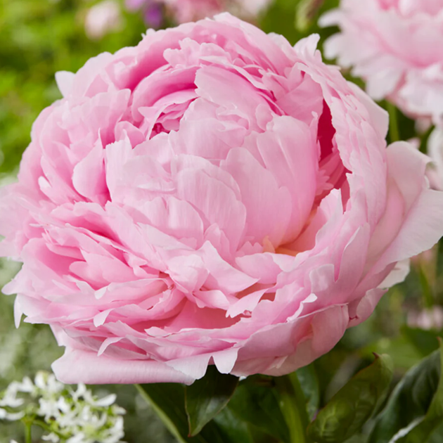 100 Rare Peonies Seeds - Mixed Color