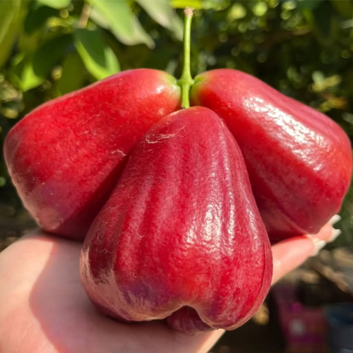 100 Taiwan Wax Apple Seeds
