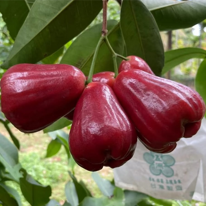 100 Taiwan Wax Apple Seeds