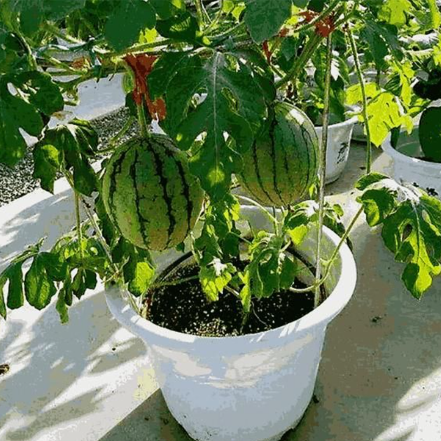 Premium Mini Watermelon Seeds