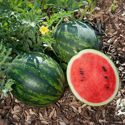 Premium Mini Watermelon Seeds