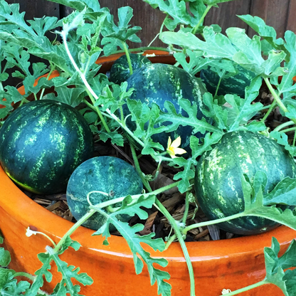 Premium Mini Watermelon Seeds