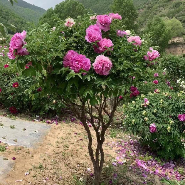 100 Rare Peonies Seeds - Mixed Color