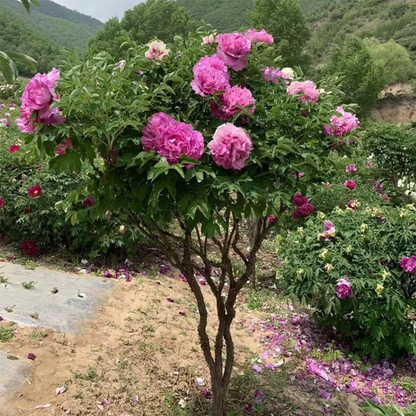 100 Rare Peonies Seeds - Mixed Color