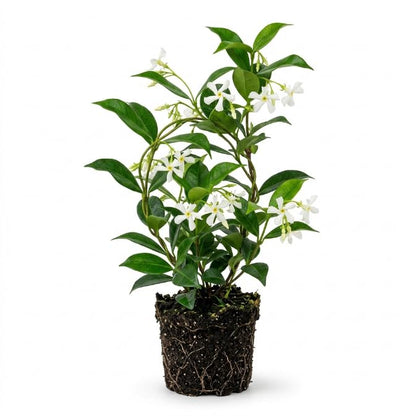 Premium Star Jasmine Seeds