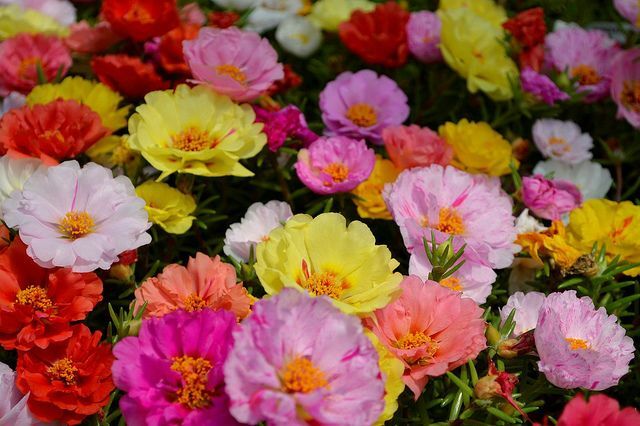 Mixed Color Double-Petaled Sunflower Seeds