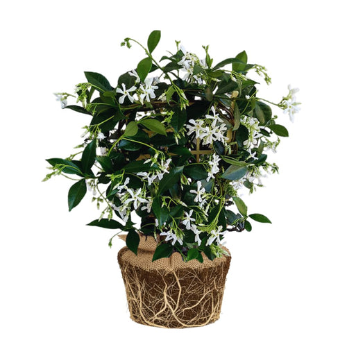 Premium Star Jasmine Seeds