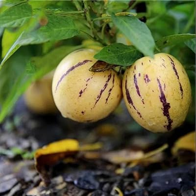 Ginseng Fruit Seeds