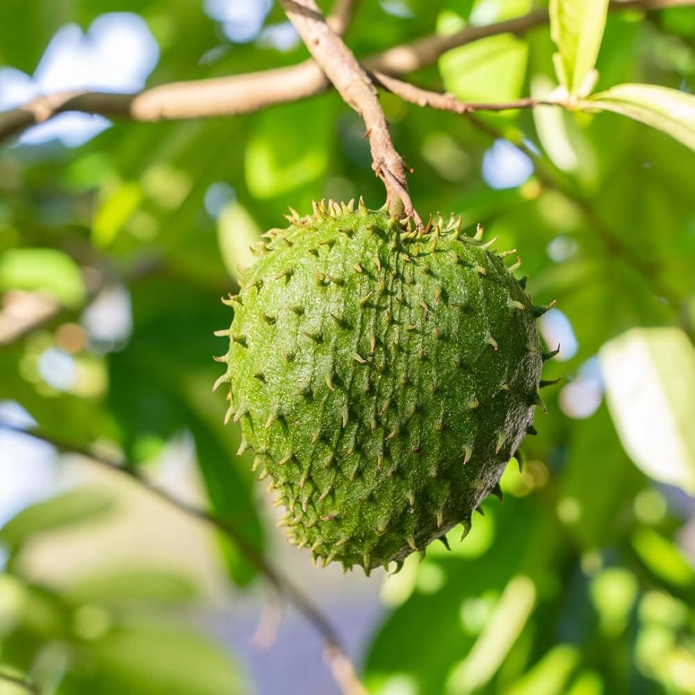 Premium Soursop (Guanabana) Seeds (Non-GMO)
