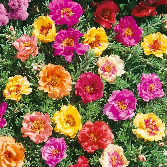 Mixed Color Double-Petaled Sunflower Seeds