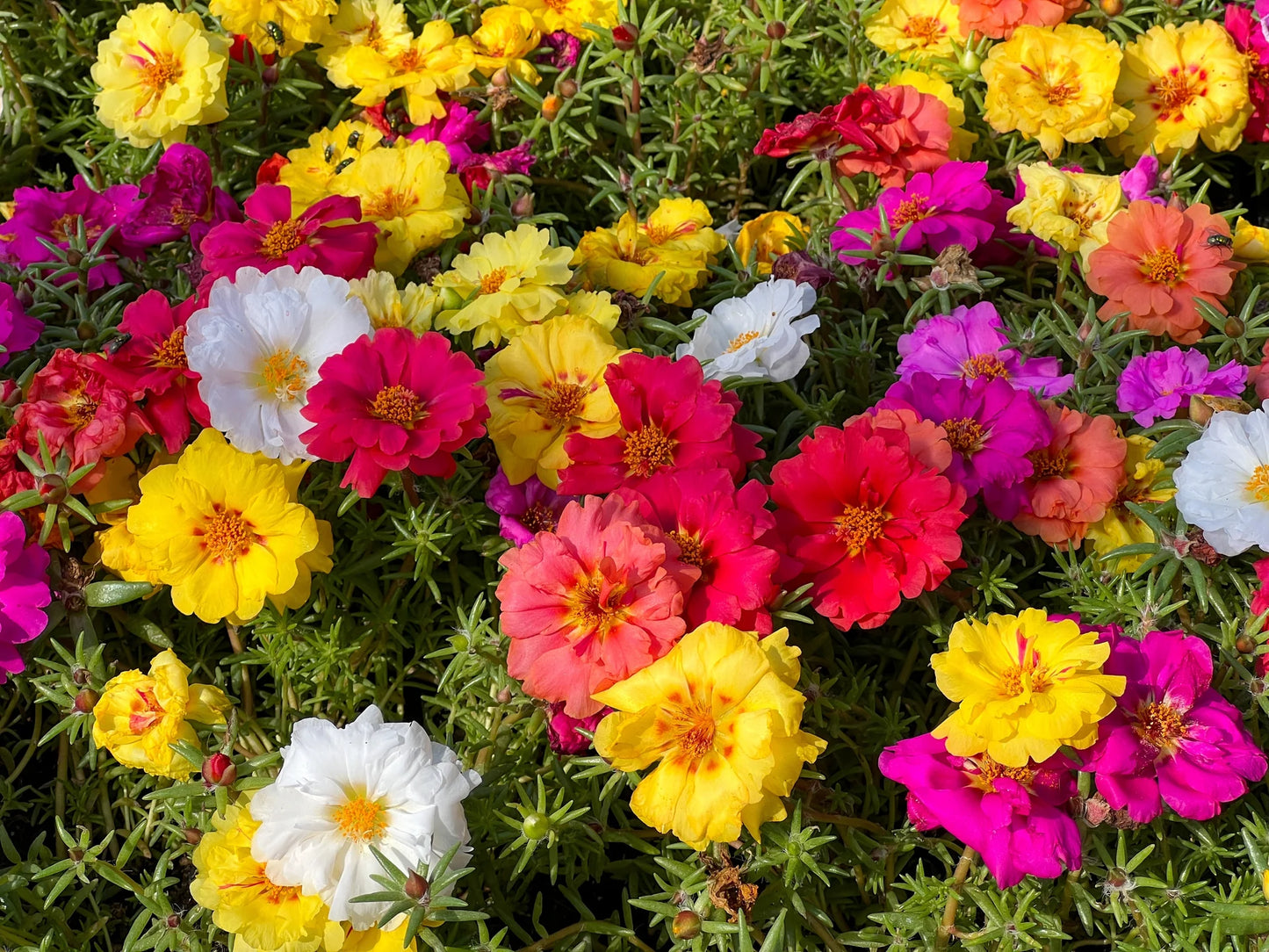Mixed Color Double-Petaled Sunflower Seeds