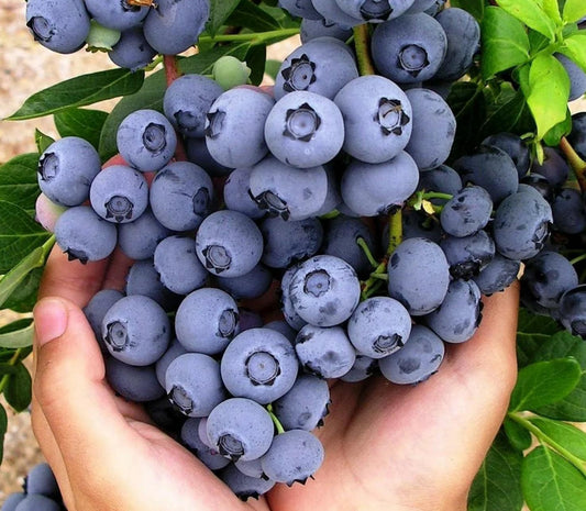 Blueberry Seeds