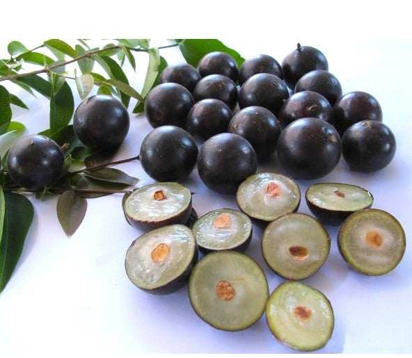 Premium Jabuticaba Seeds (Non-GMO)