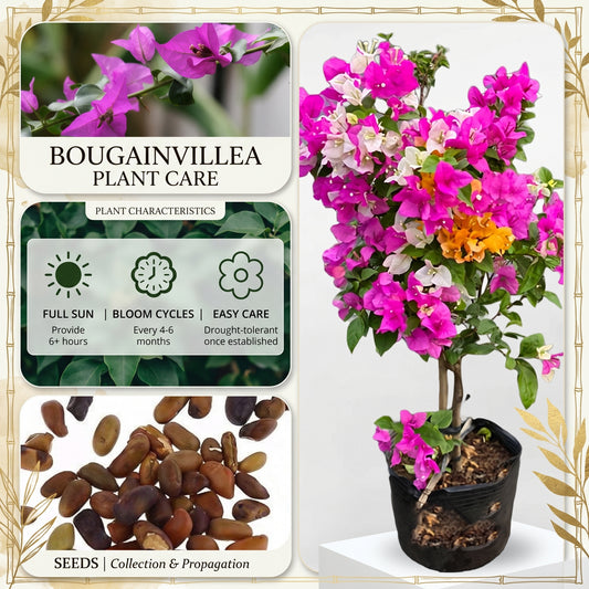 Mixed Color Bougainvillea Seeds - Exotic Climbing Flower