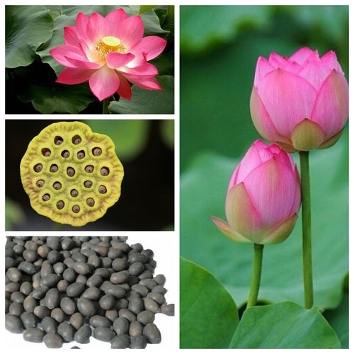 Jumbo Lotus Seeds - Mixed Color