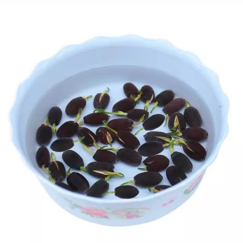 Jumbo Lotus Seeds - Mixed Color