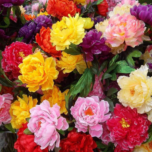 100 Rare Peonies Seeds - Mixed Color