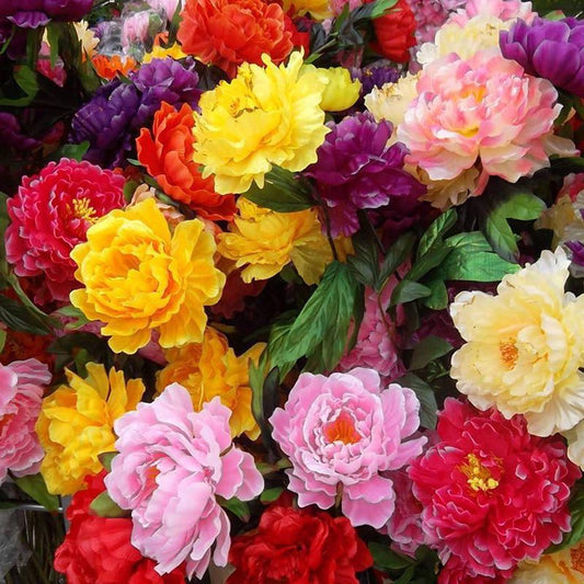 100 Rare Peonies Seeds - Mixed Color