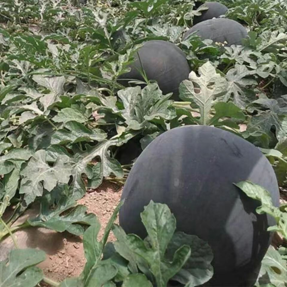 Black-Skinned Seedless Watermelon Seeds