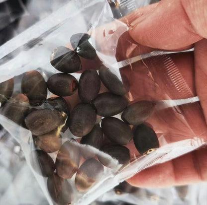 Jumbo Lotus Seeds - Mixed Color