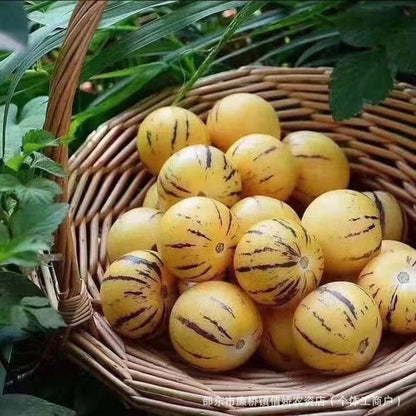 Ginseng Fruit Seeds