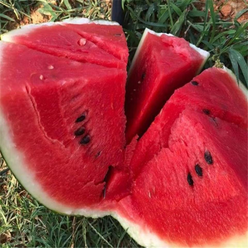 Black-Skinned Seedless Watermelon Seeds