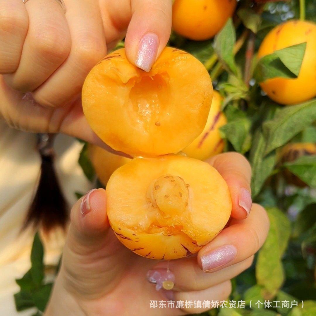 Ginseng Fruit Seeds