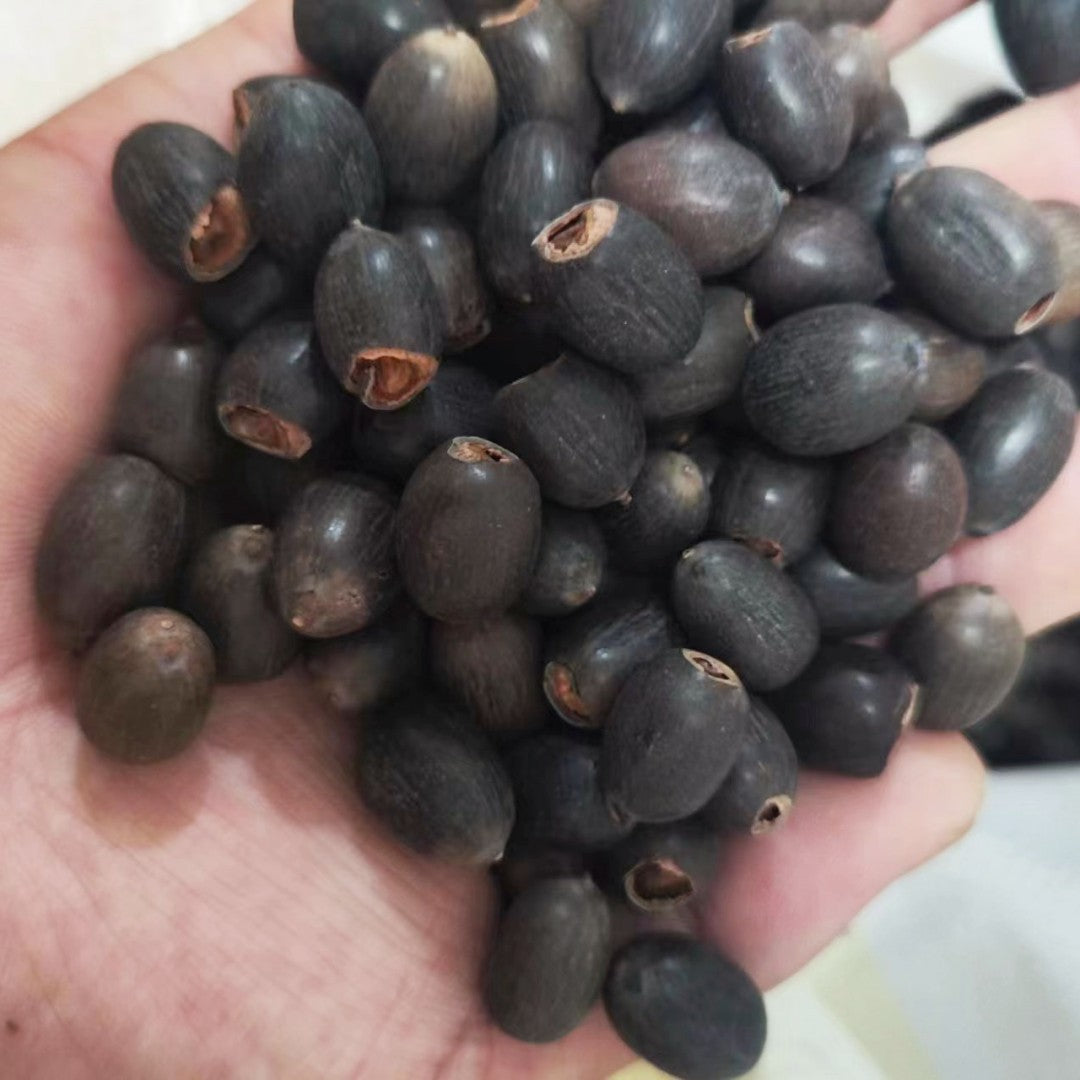 Jumbo Lotus Seeds - Mixed Color