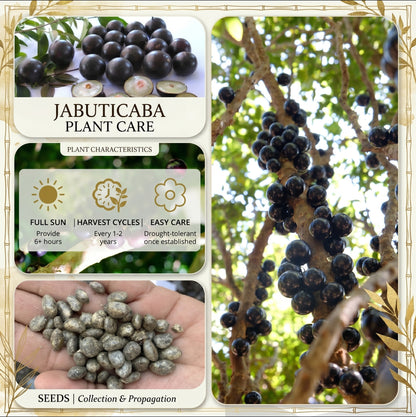 Premium Jabuticaba Seeds (Non-GMO)