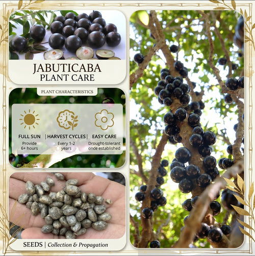 Premium Jabuticaba Seeds (Non-GMO)