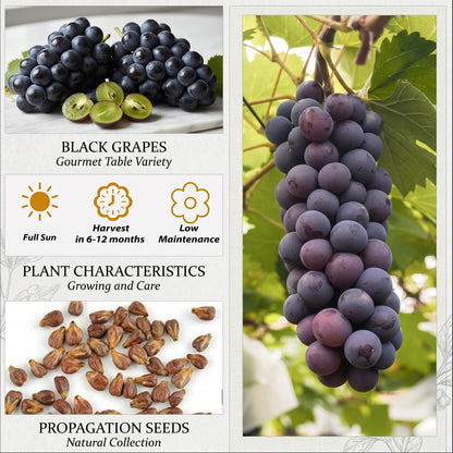 Premium Kyoho Grapes Seeds (Non-GMO)