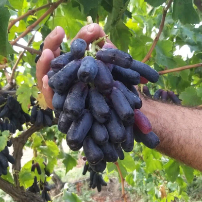 Elite Sweet Sapphire Grapes Seeds