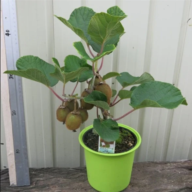 Green Kiwi Seeds
