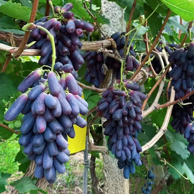 Elite Sweet Sapphire Grapes Seeds