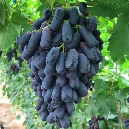Elite Sweet Sapphire Grapes Seeds