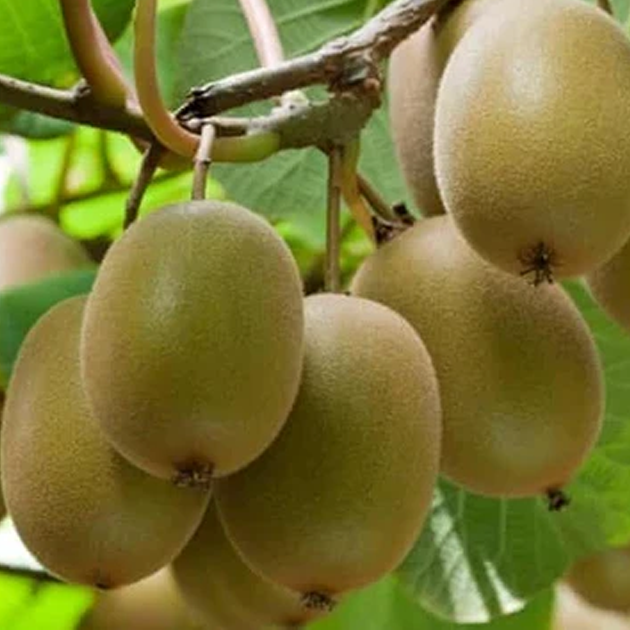 Green Kiwi Seeds