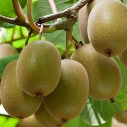 Green Kiwi Seeds