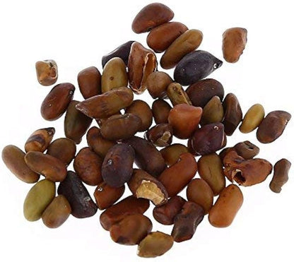 bougainvillea seed vivabotany