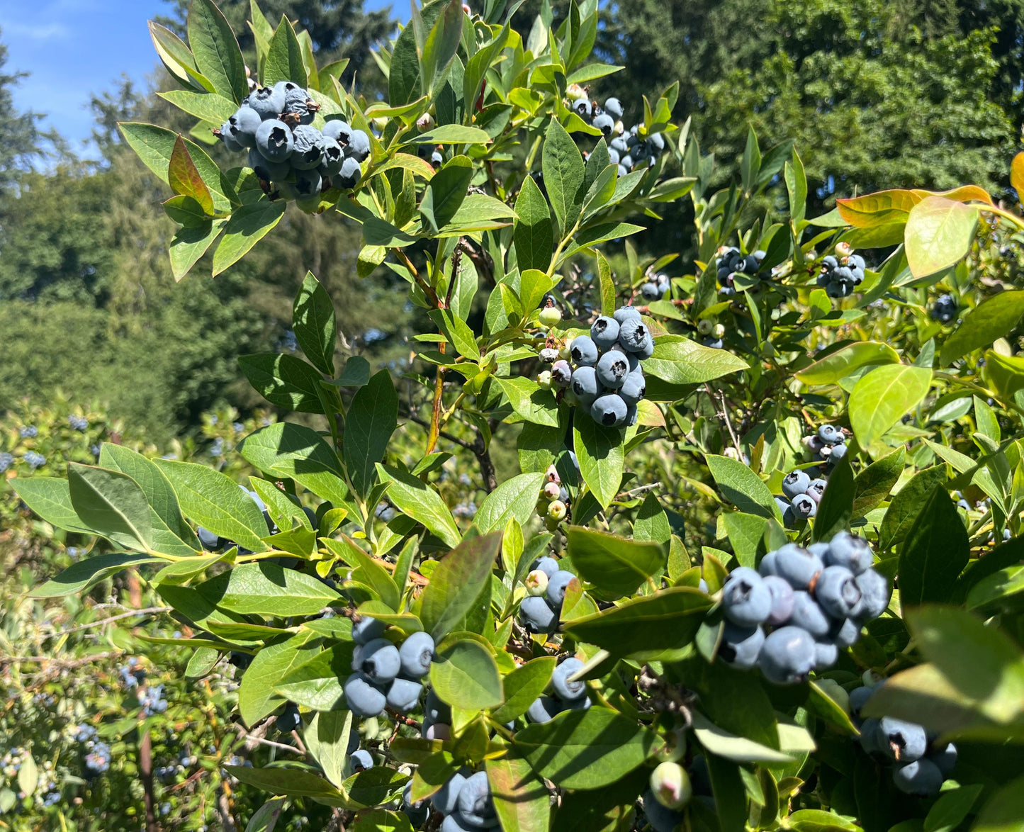 Blueberry Seeds