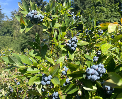 Blueberry Seeds