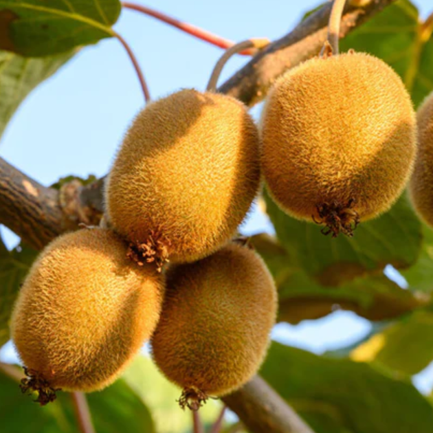 Green Kiwi Seeds