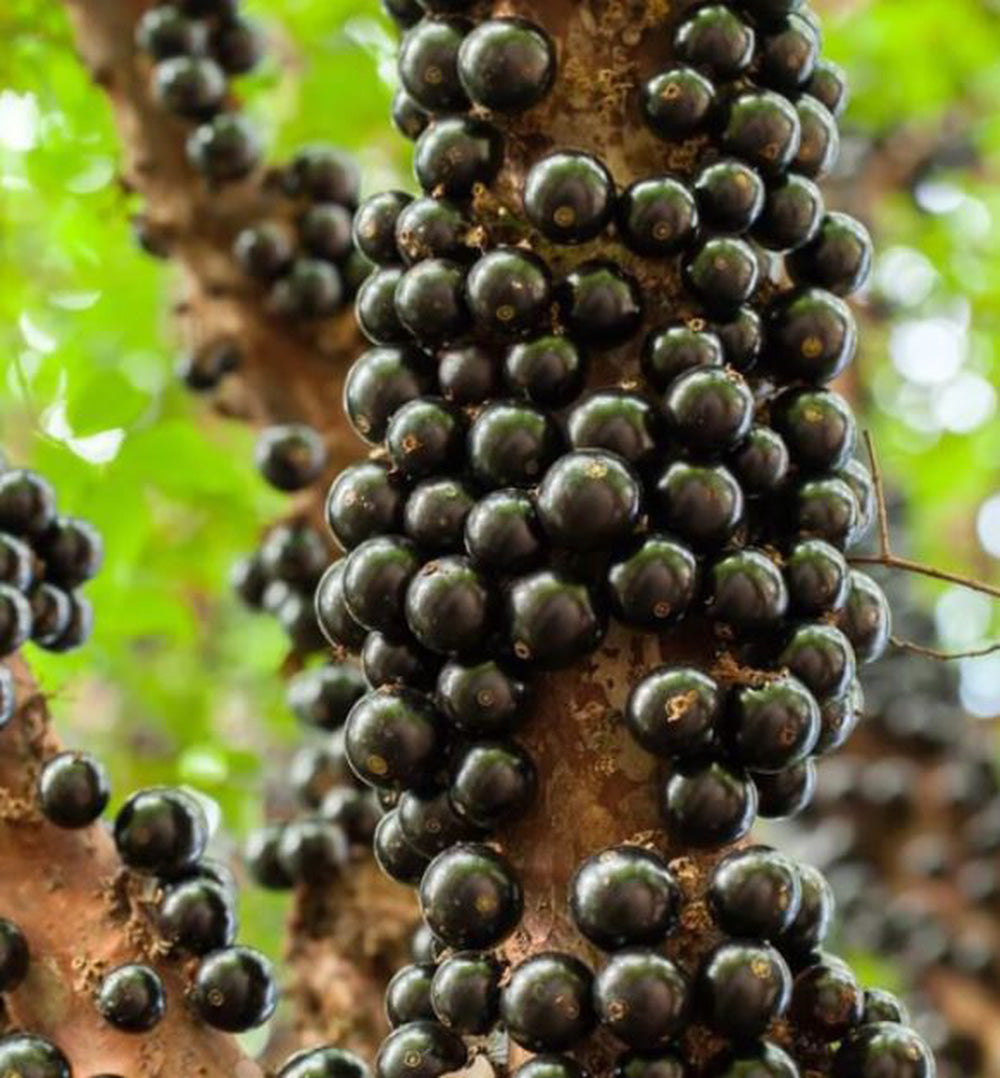 Premium Jabuticaba Seeds (Non-GMO)